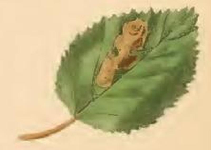 Eriocrania salopiella mined birch leaf