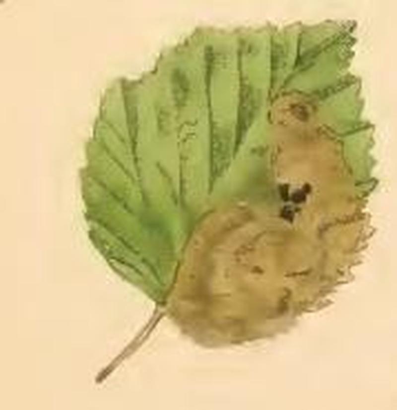 Eriocrania unimaculella a mined birch leaf