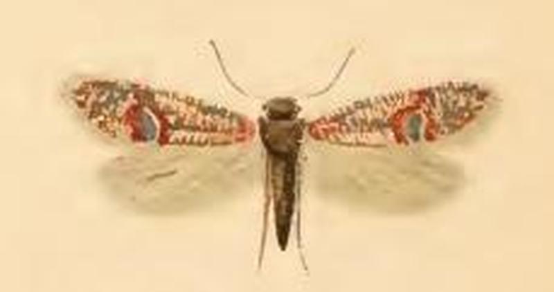 Eriocrania unimaculella ill