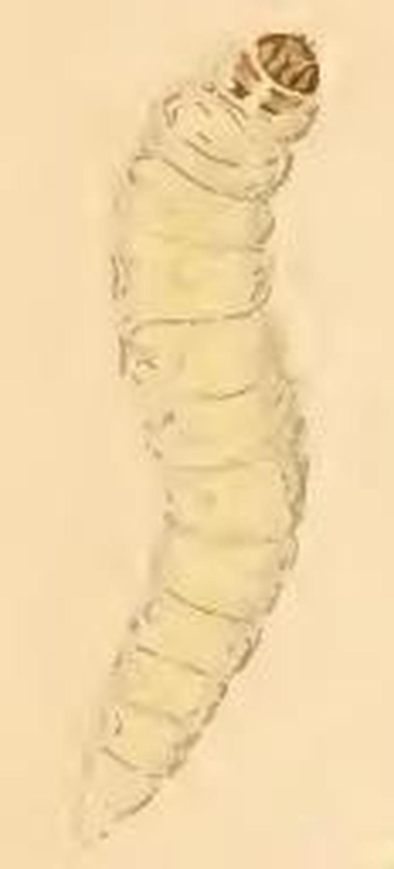 Eriocrania unimaculella larva