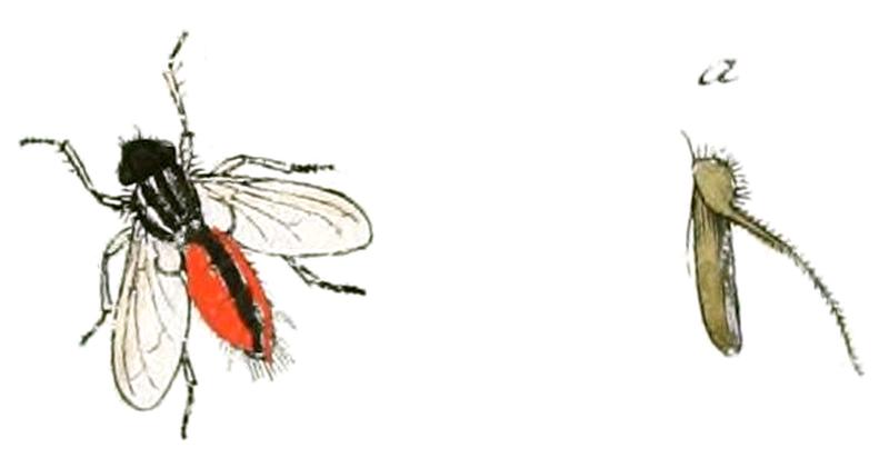 Eriothrix rufomaculata labelled as Musca lateralis Fabr. (Panzer & Sturm 1793), whitened, clean