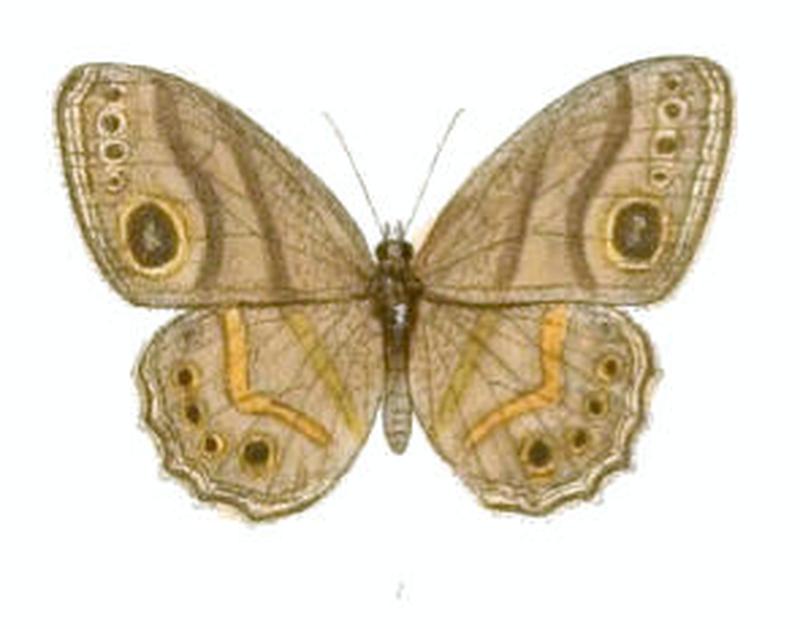 EritesAngularis121 1