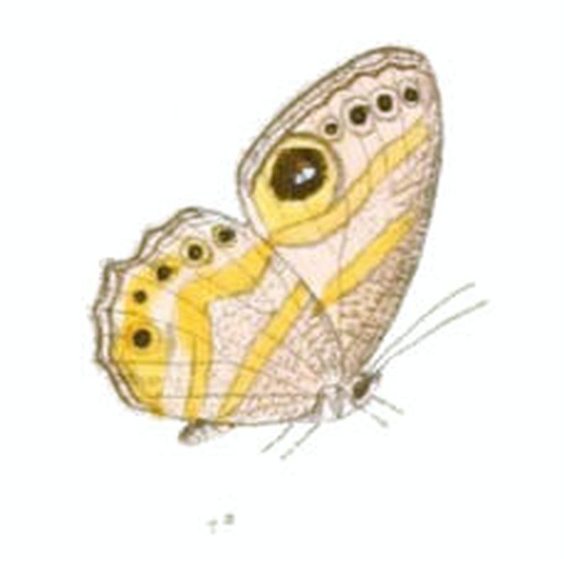 EritesAngularis121 1a