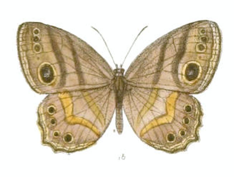 EritesAngularis121 1b