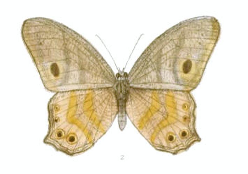 EritesAngularis121 2