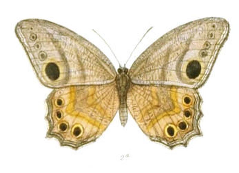 EritesAngularis121 2a