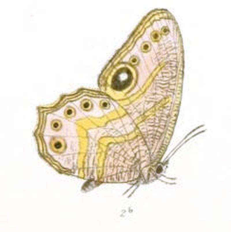 EritesAngularis121 2b