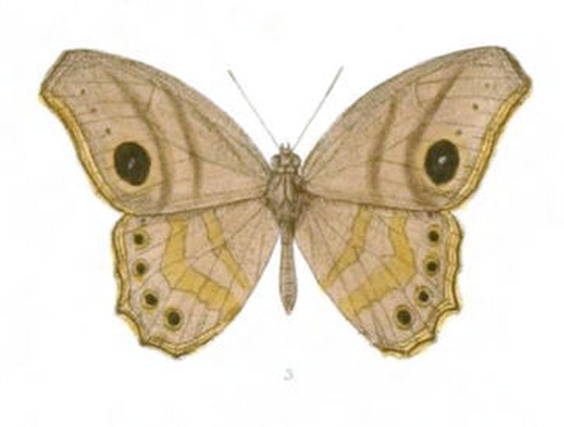 EritesFalcipennis121 3