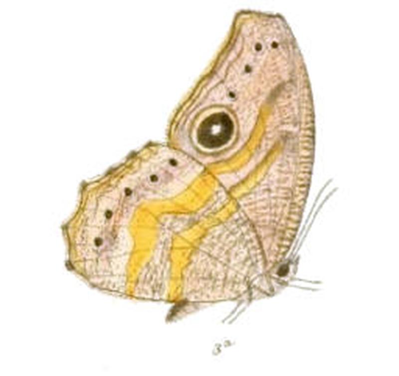 EritesFalcipennis121 3a