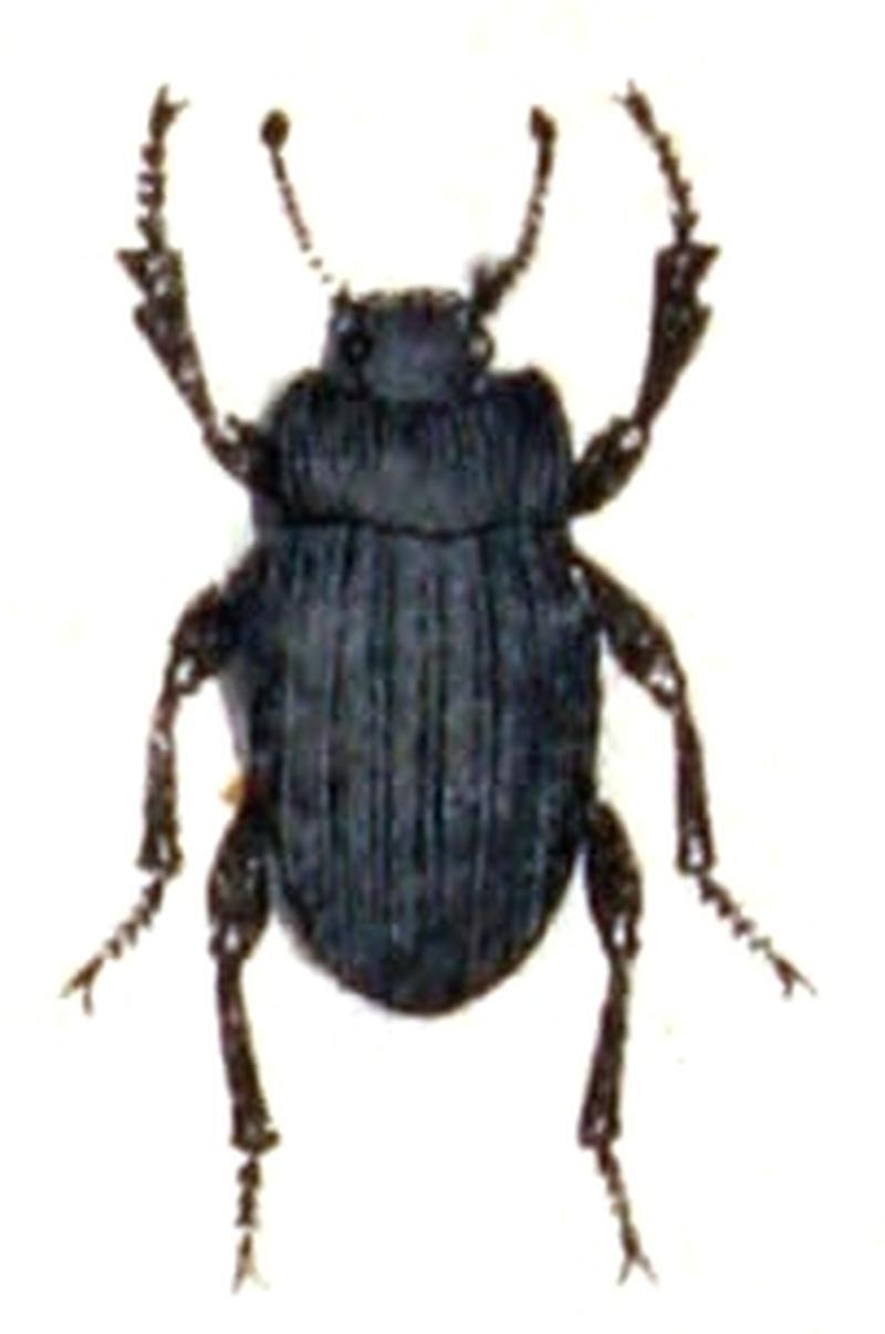 Erodius.nitidicollis.-.calwer.47.18