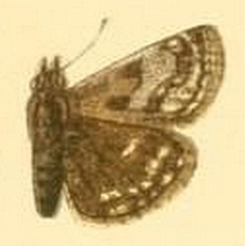 Erynnis popoviana