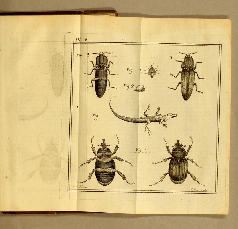 Essai sur l'histoire naturelle de l'isle de Saint-Domingue BHL34000048