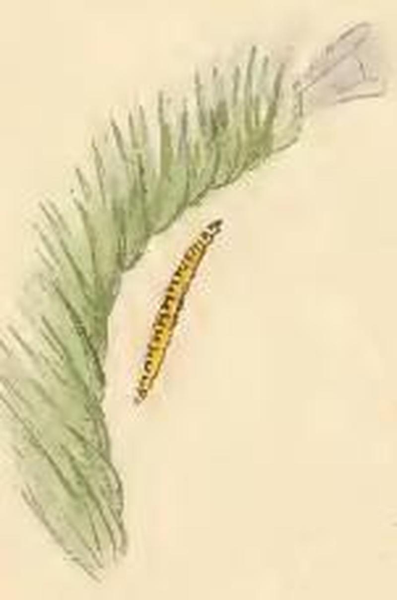 Ethmia bipunctella a sprig of Echium vulgare with larval web