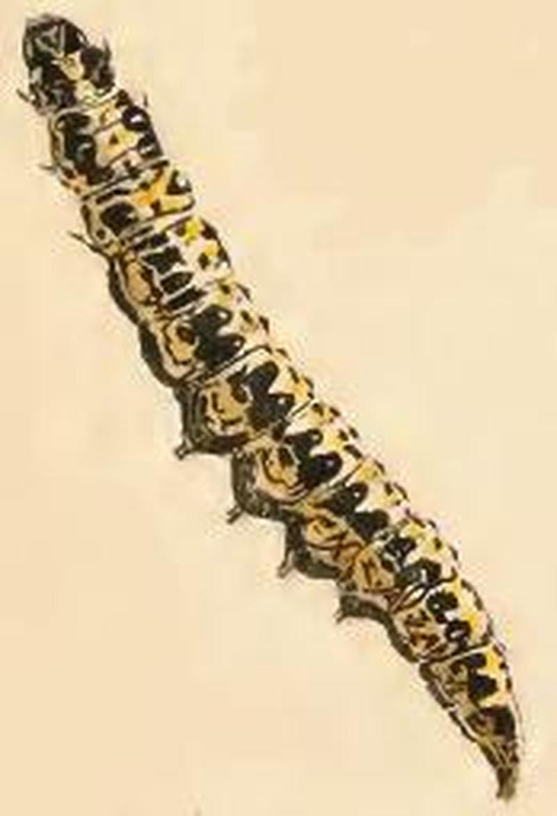 Ethmia bipunctella larva2