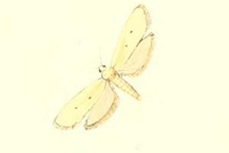 Ethmia distigmatella