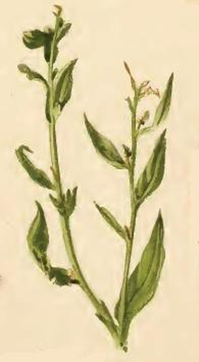 Ethmia dodecea a sprig of Lithospermum officinale eaten by larva