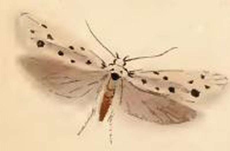 Ethmia dodecea ill