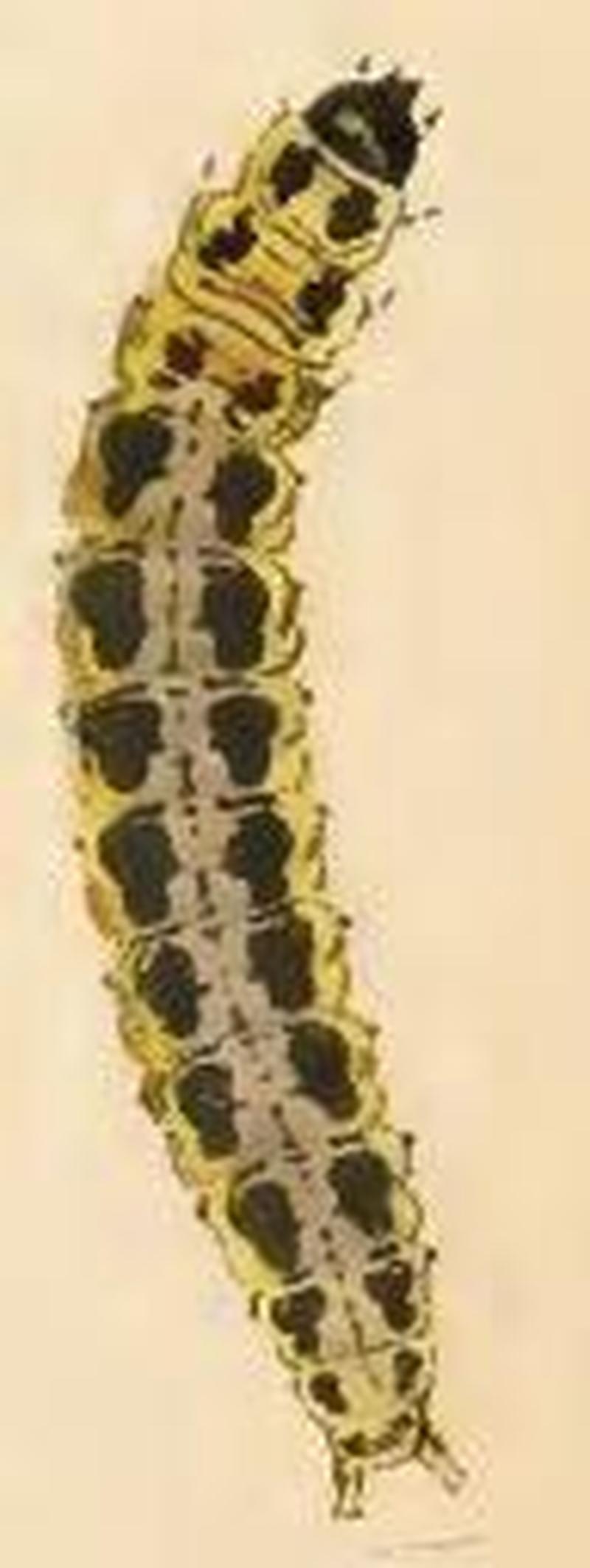 Ethmia dodecea larva