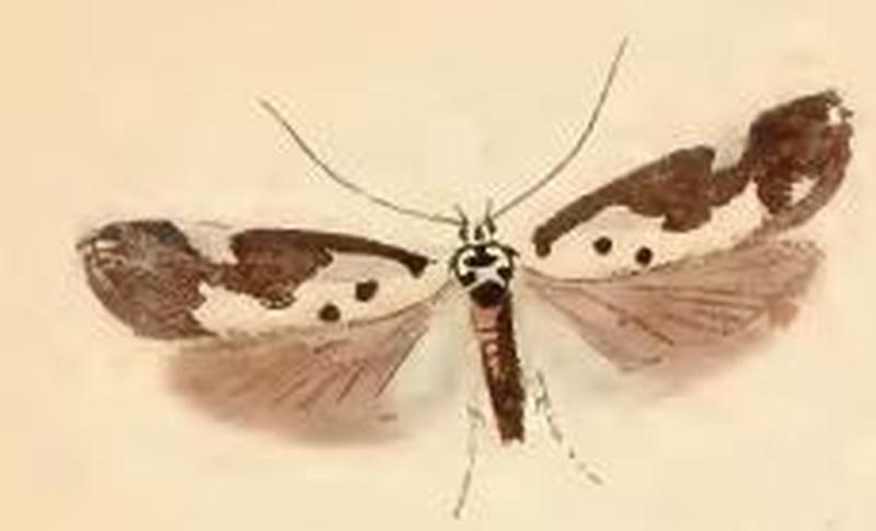 Ethmia quadrillella