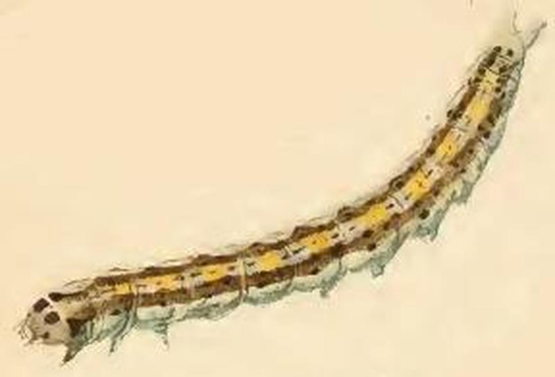 Ethmia quadrillella larva