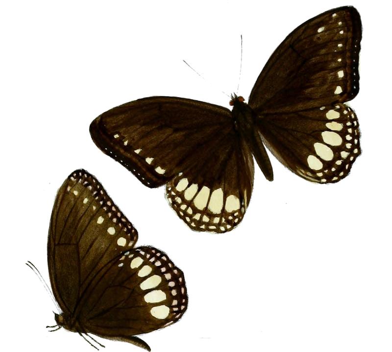 Ethope diademoides 54 1