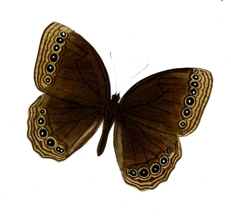 Ethope himachala 54 2