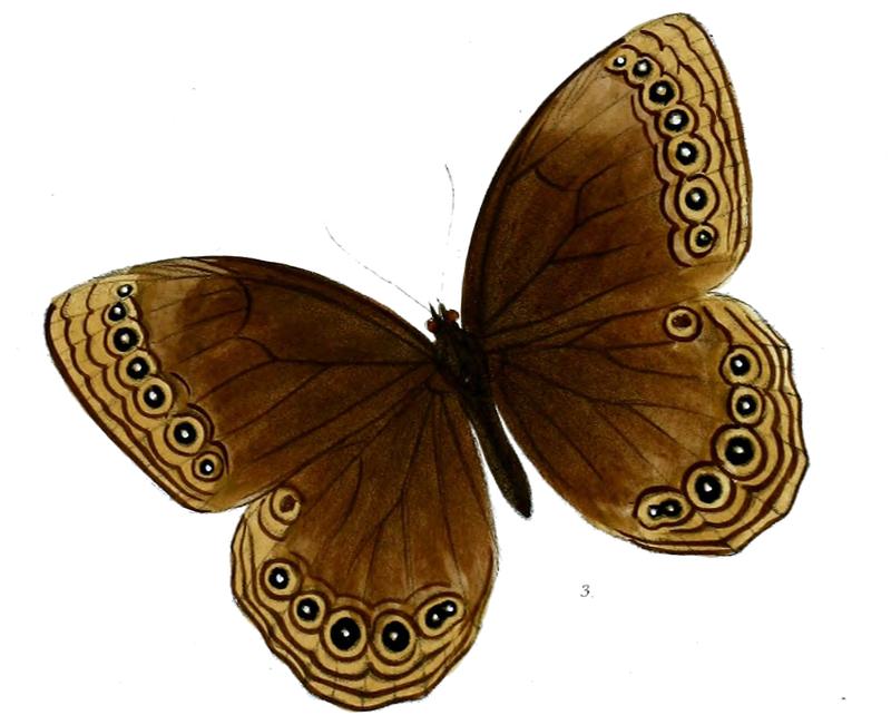Ethope himachala 54 3