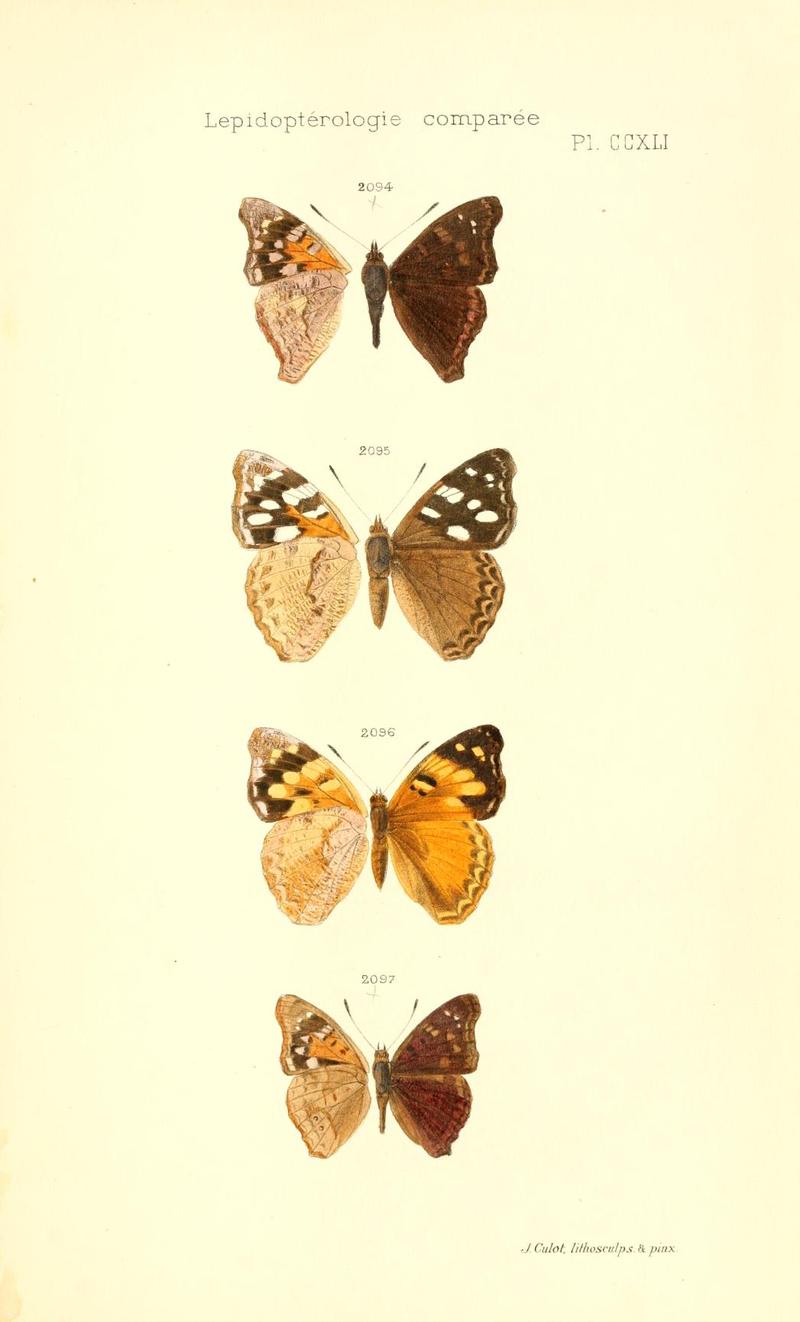 Emperor butterflies from Brazil imagines from ventral left and dorsal right