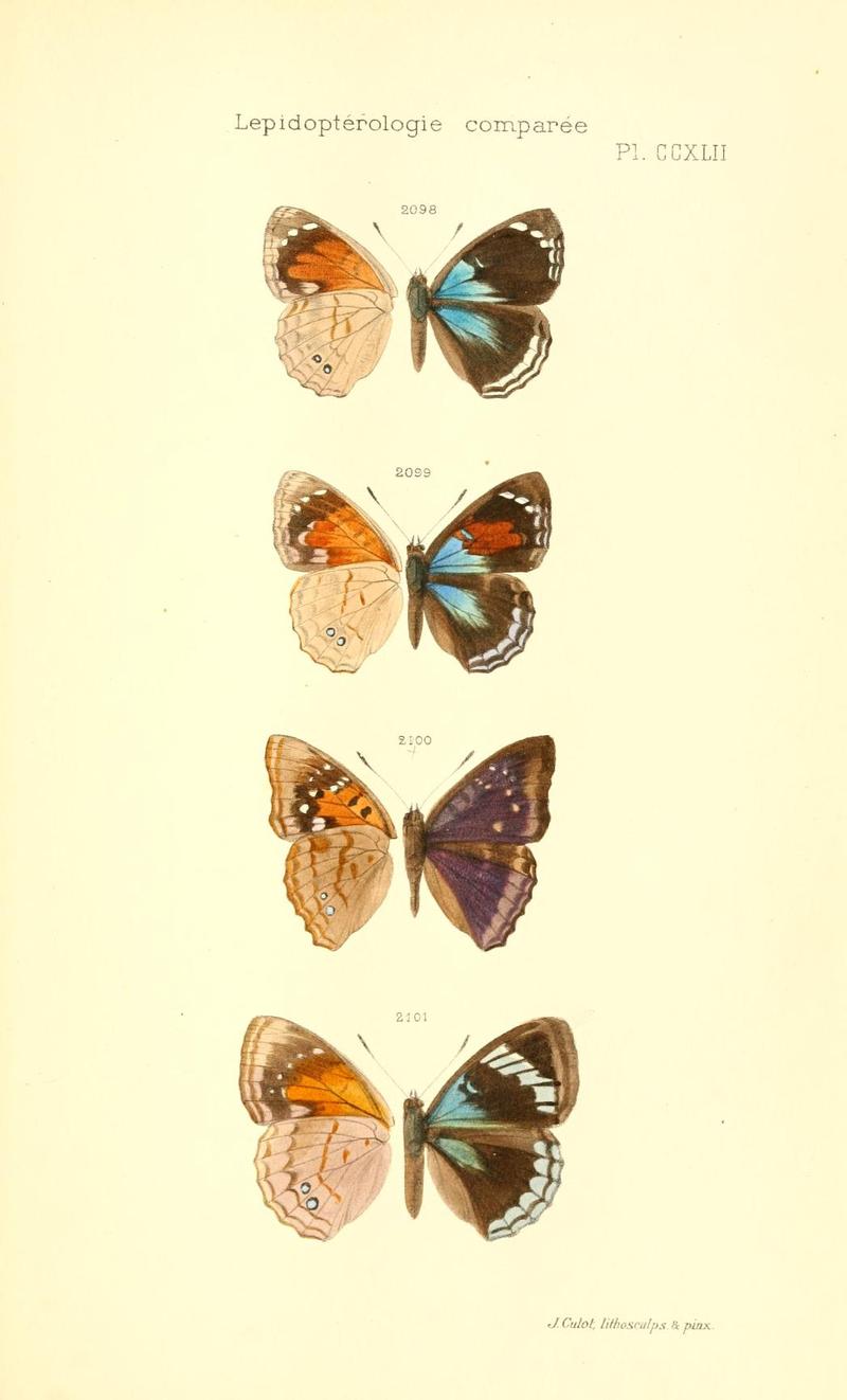 Emperor butterflies from South America imagines from ventral left and dorsal right