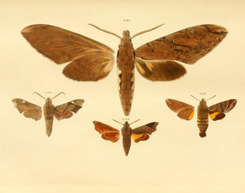 Etudes de lépidoptérologie PlateDII