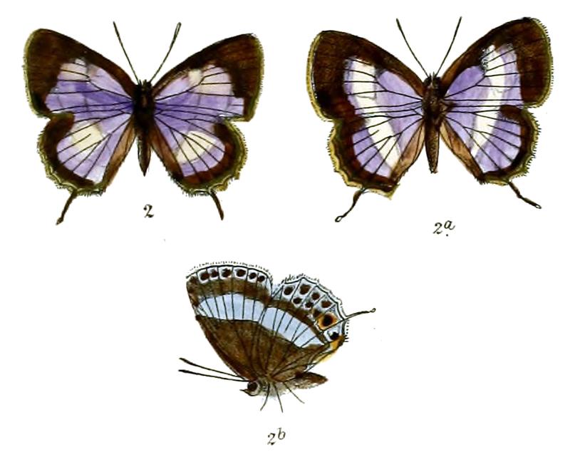 EuaspaMilionia 705 2 Fitch