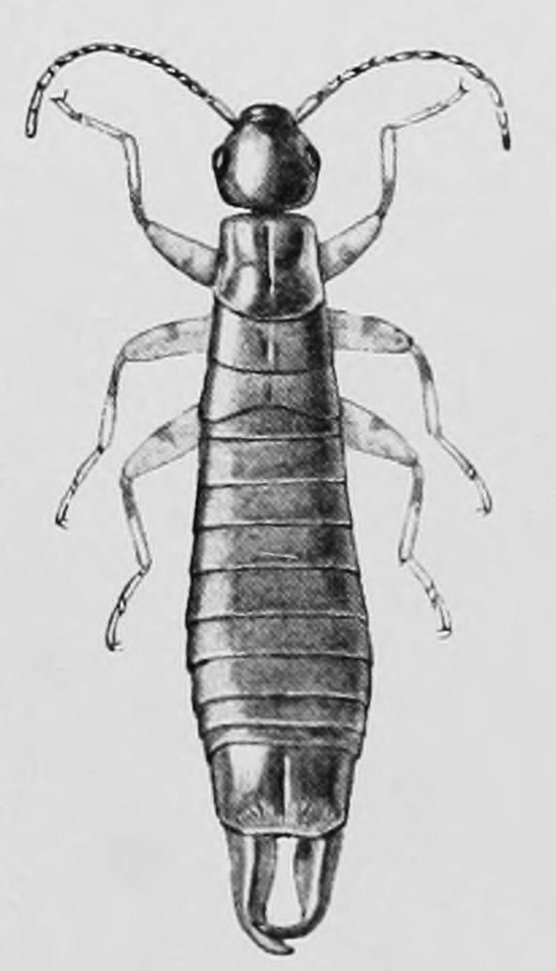 Euborellia annulipes (Anisolabis a) - PD Burr 1910