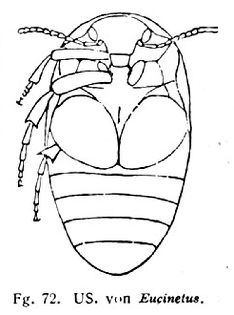 Eucanitidae