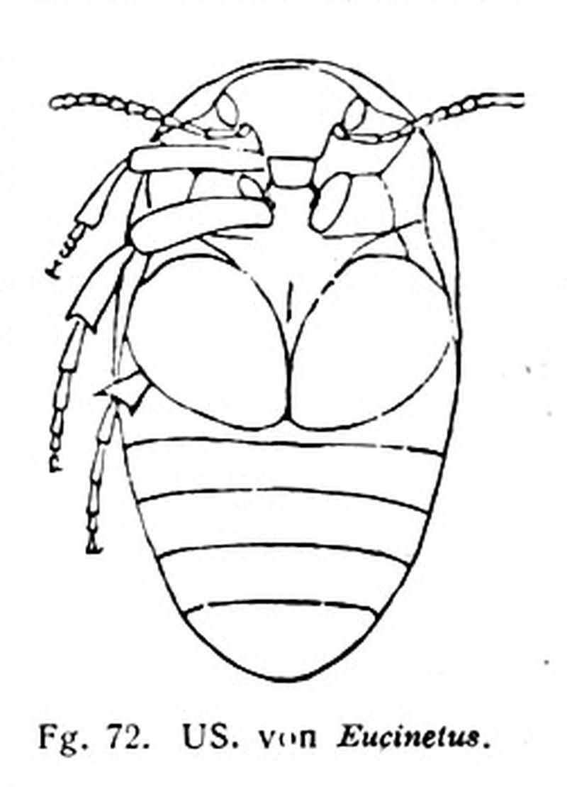 Eucanitidae