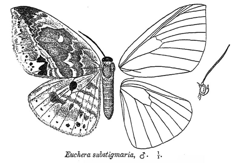 EucheraSubstigmaria