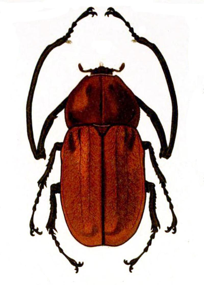 Euchirus longimanus illustration