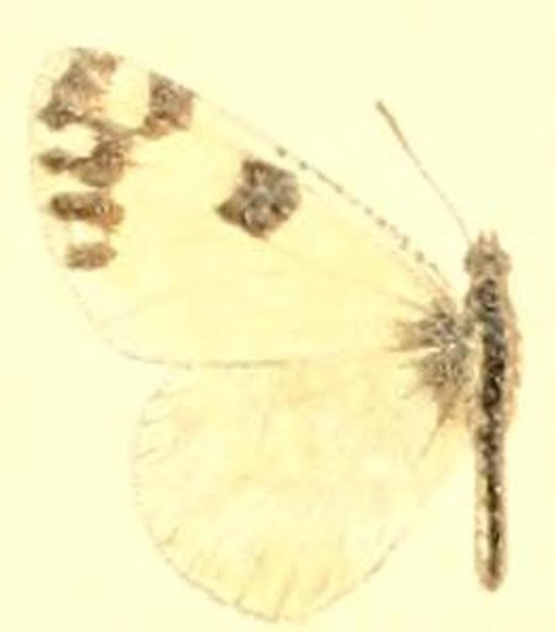 Euchloe creusa