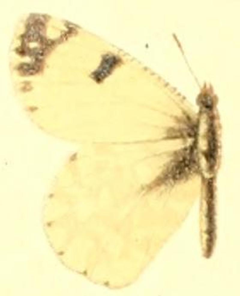 Euchloe hyantis