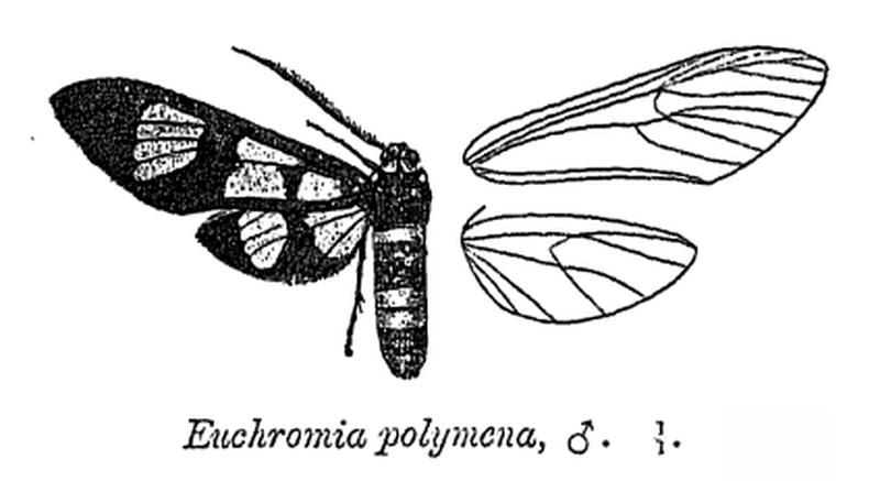 EuchromiaPolymena