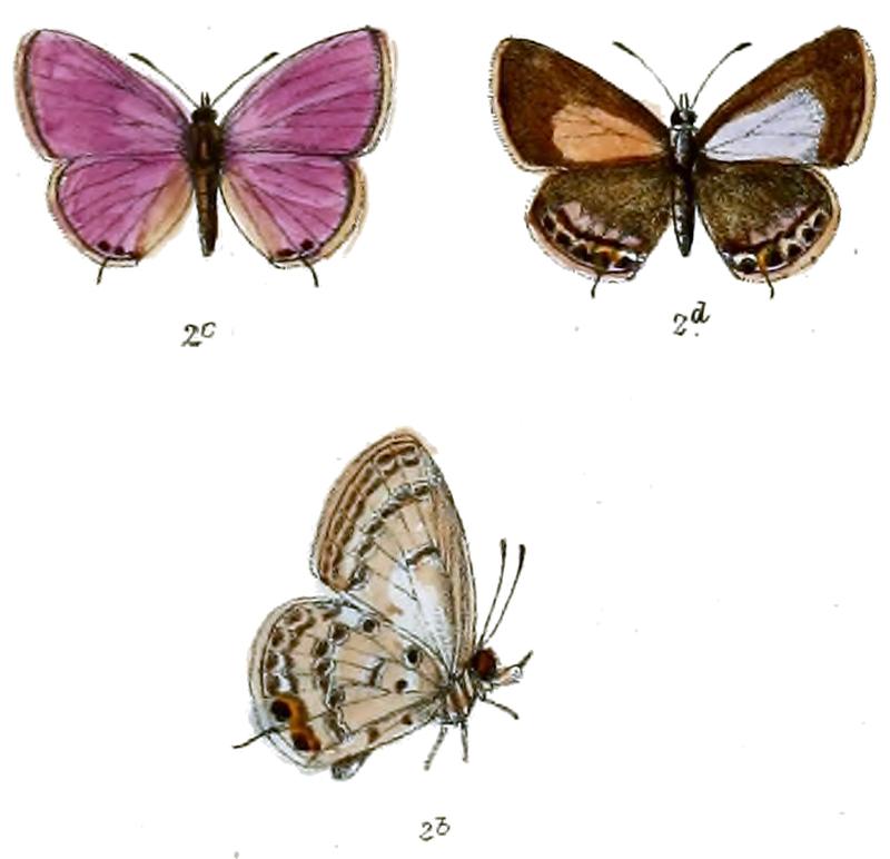 Euchrysops cnejus