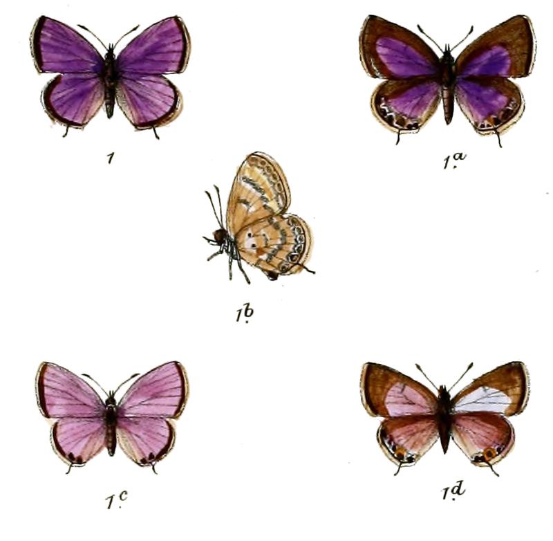Euchrysops contracta
