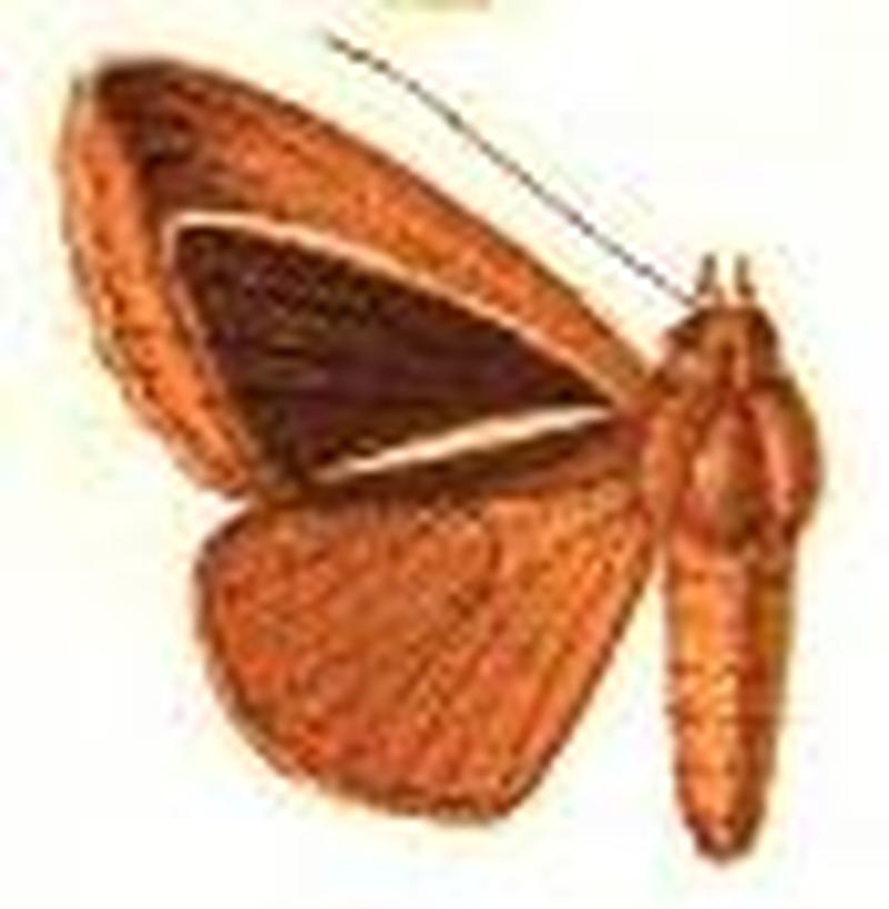 Euclidisema alcyona