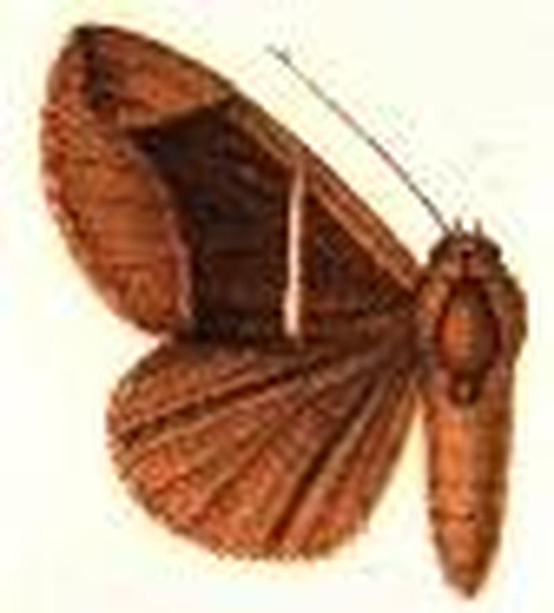 Euclidisema erecta