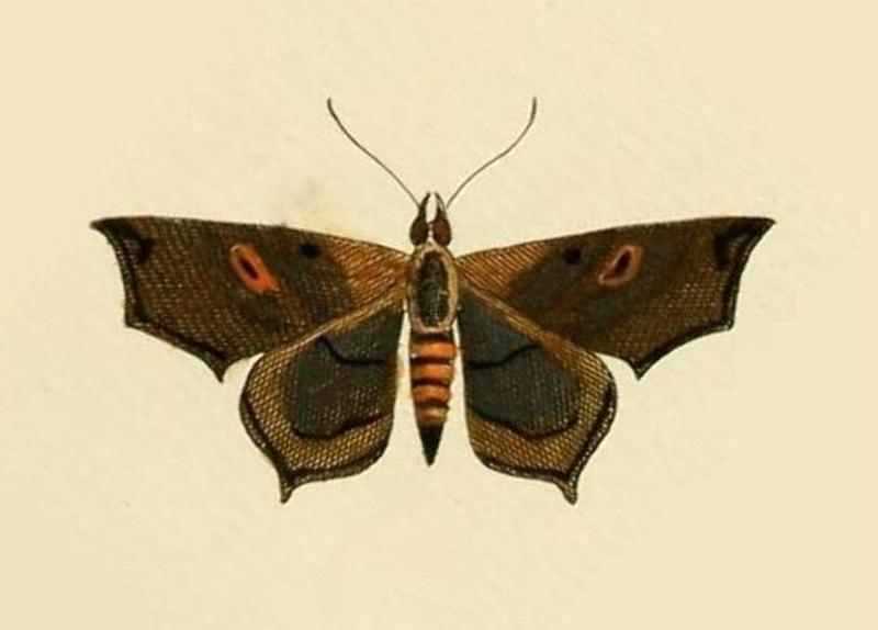 Euclystis manto