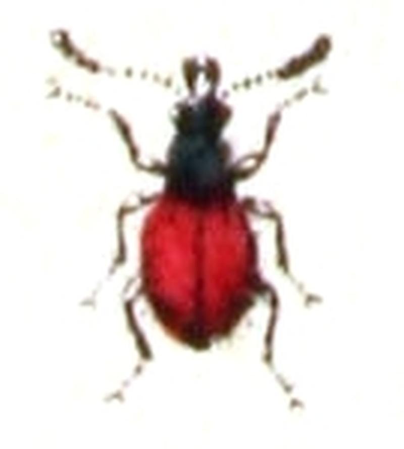 Euconnus.rutilipennis.-.calwer.10.22