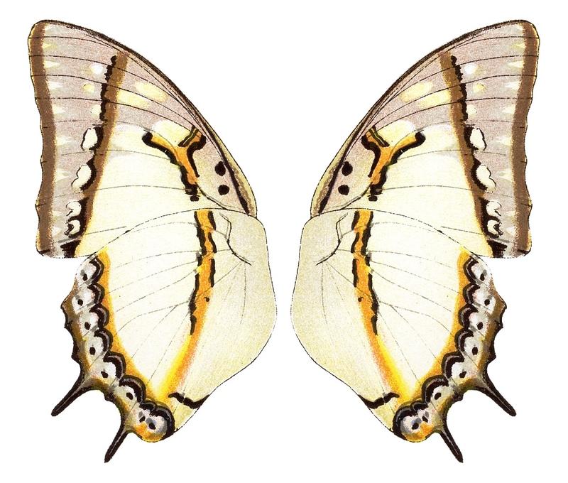 Eudamippus