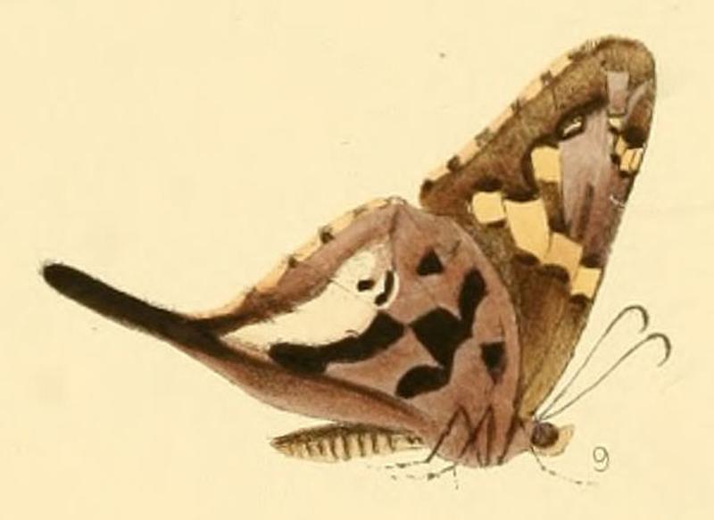 Eudamus alcaeus (Codatractus alcaeus)