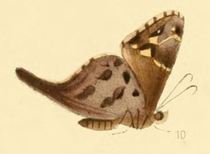 Eudamus amisus (Urbanus dorantes)