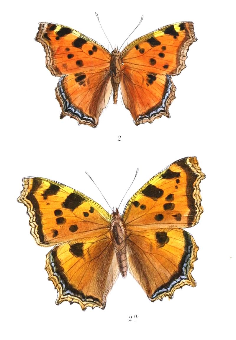 EugoniaXanthomelas 316 2