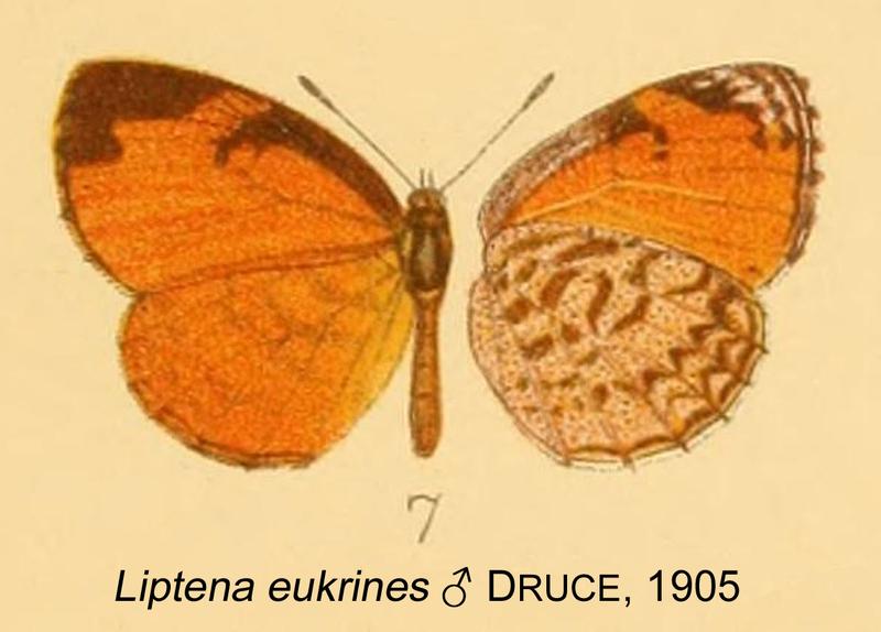 eukrines male from original description